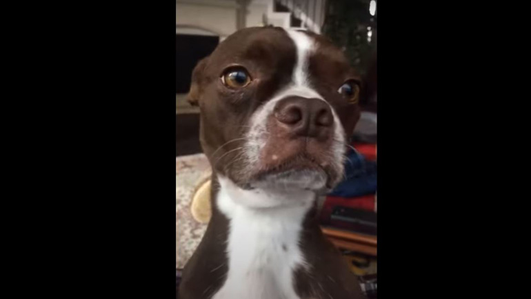 Σκύλος απολογείται επειδή έφαγε το γεύμα της πάπιας